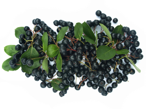 Aronia