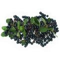 Aronia